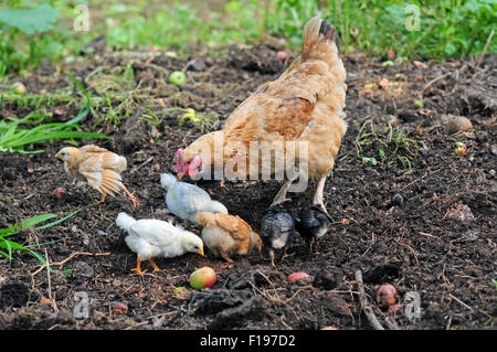 La mère poule avec les poules à la recherche de nourriture Banque D'Images