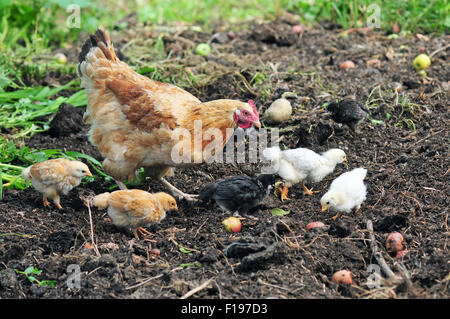 La mère poule avec les poules à la recherche de nourriture Banque D'Images