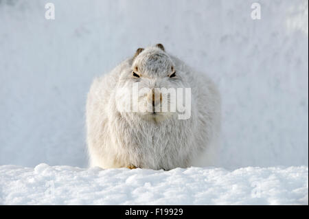 Lièvre variable (Lepus timidus) dans la neige, UK Banque D'Images