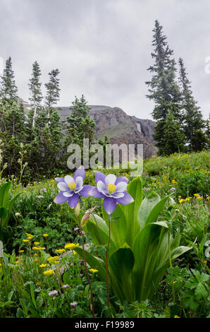 Ancolie violette dans un champ de fleurs sauvages près de Silverton Banque D'Images