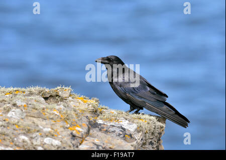 Grand corbeau (Corvus corax), Royaume-Uni Banque D'Images