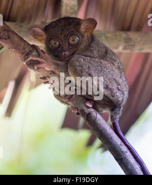 Tarsier mignon souriant assis sur un arbre, l'île de Bohol, Philippines Banque D'Images