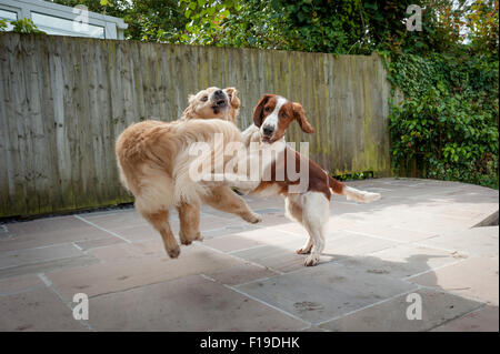 Un golden retriever et un springer spaniel à jouer. Banque D'Images