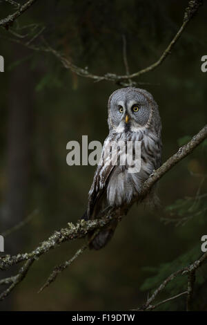 Strix nebulosa / Great Grey Owl / Bartkauz / Lapplandeule, la plus grande espèce de hiboux, est assis sur une branche d'une sombre forêt. Banque D'Images