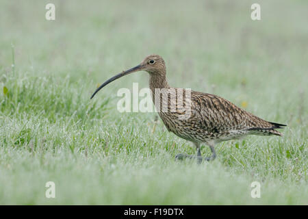 Rare Courlis cendré / Grosser Brachvogel ( Numenius arquata ) marcher dans l'herbe humide de rosée à la recherche de nourriture.