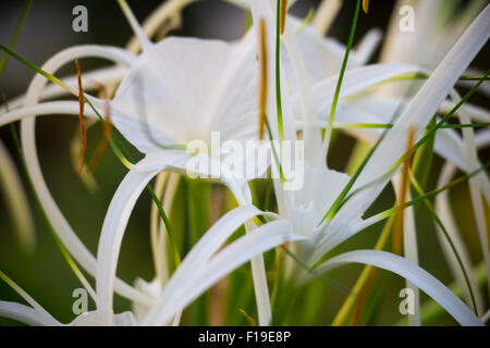 Crinum fleurs sur fond vert feuille, Selective focus Banque D'Images