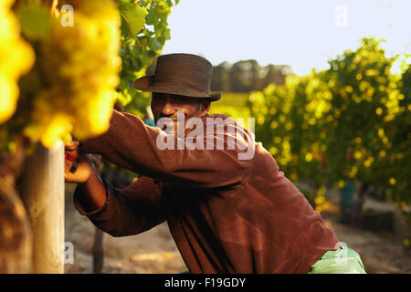 Portrait of African vineyard worker wearing hat travaillant dans le vignoble. Coupe homme raisins dans le vignoble. African man wearing hat Banque D'Images