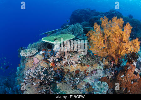 Px0297-D. santé des récifs de corail, avec une variété de coraux durs, coraux mous, et d'éponges. L'Indonésie, de l'océan Pacifique tropical. Photo Banque D'Images