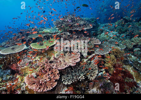PX0426-D. coraux sains sur le récif à distance. L'Indonésie, de l'océan Indo-Pacifique tropical. Photo Copyright © Brandon Cole. Banque D'Images