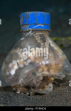 Px8717-D. Poulpe (Octopus marginatus veiné) se cachant sous bouteille en plastique. Notez que c'est l'incubation des œufs (en haut centre gauche) ! Ce Banque D'Images