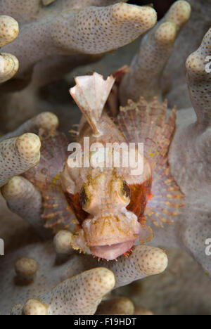 PX510218-D. Scorpaenopsis oxycephalus poisson scorpion (barbu), au repos pour mineurs de corail mou. L'Indonésie, de l'océan Pacifique tropical. Banque D'Images