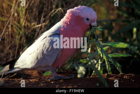 Eolophus roseicapilla le cacatoès Rosalbin () aussi connu comme le cacatoès à poitrine rose, l'ouest de l'Australie Banque D'Images