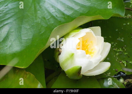 Water Lilly en fleurs Banque D'Images