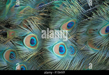 Close-up de plumes de paon Banque D'Images