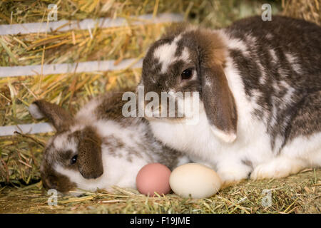 Mère et bébé lapin Bélier hibou à côté des œufs sur une balle de foin à Baxtor Barn farm en ville d'automne, WA. Est-ce le lapin de Pâques ? Banque D'Images