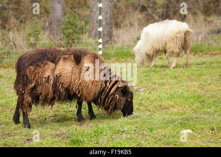 Shaggy deux moutons islandais sur l'alpage, prêt pour le cisaillement. Mouton islandaise est l'une des plus anciennes et plus pures races. Banque D'Images