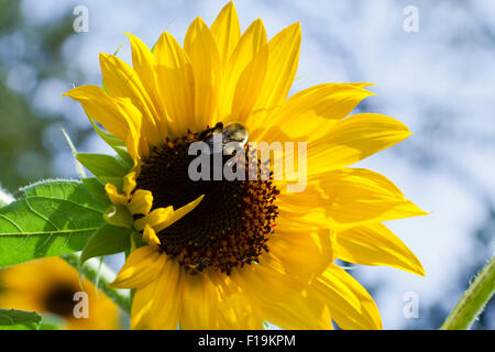 Bourdon sur le tournesol - USA Banque D'Images