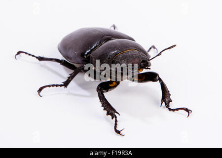 Stag Beetle femelle isolé sur blanc. Gros plan du cerf commun beetle Lucanus cervus (femelle) se trouve sur un fond blanc Banque D'Images