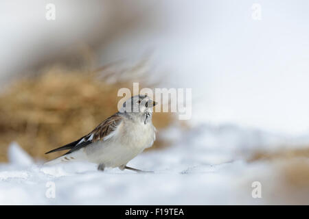 Montifringilla nivalis / White-winged Snowfinch / / Schneefink / Schneesperling Snowfinch assis dans la neige. Banque D'Images