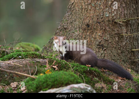 Hêtre attentif / Pierre Marten Marten / Steinmarder ( Martes foina ) à nice autour d'une forêt naturelle. Banque D'Images