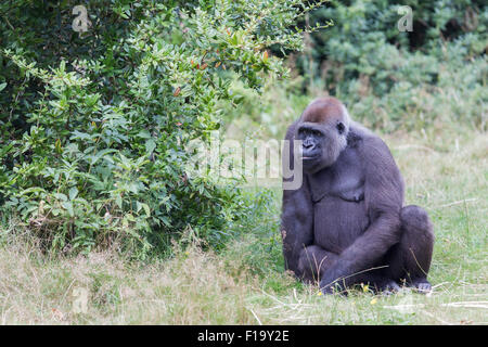 Gorille adultes reposant dans l'herbe verte Banque D'Images