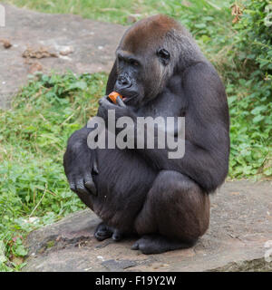 Gorille adultes de manger un morceau de fruit Banque D'Images