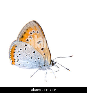 Butterfly sitting colorés isolé sur fond blanc Banque D'Images