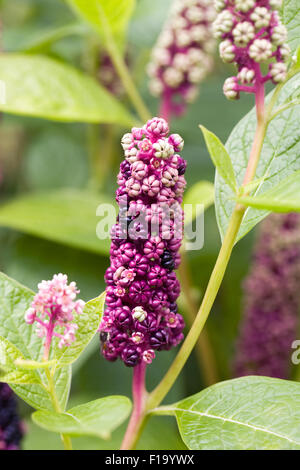 Phytolacca. Les baies du phytolaque (pokeweed). Banque D'Images