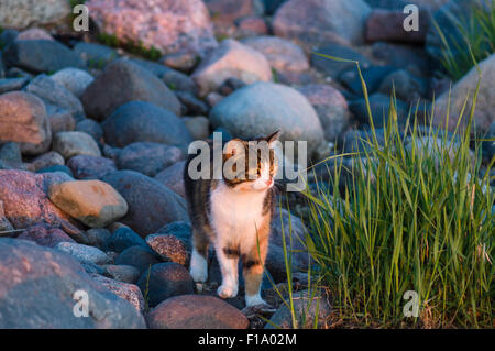 Chat à la côte pierreuse à on sunset Banque D'Images