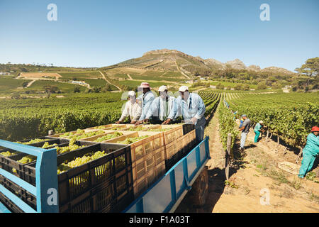 Boîtes de chargement les travailleurs de raisins sur un tracteur semi-remorque après la récolte. Raisins être délivrés de la vigne au vin manufact Banque D'Images