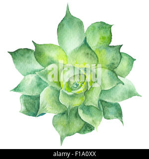 Dessin peint à la main avec des plantes tropicales vert isolé sur fond blanc, Sempervivum illustration botanique Banque D'Images