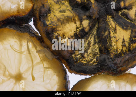 Section de fruits de citron tranches tranche isolés contre fond blanc lumineux montrant des signes d'hyphes de champignons de carie la pénicilline Banque D'Images