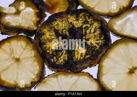 Section de fruits de citron tranches tranche isolés contre fond blanc lumineux montrant des signes d'hyphes de champignons de carie la pénicilline Banque D'Images