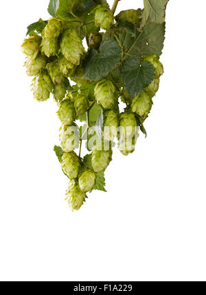 Les cônes de houblon vert isolated on white Banque D'Images