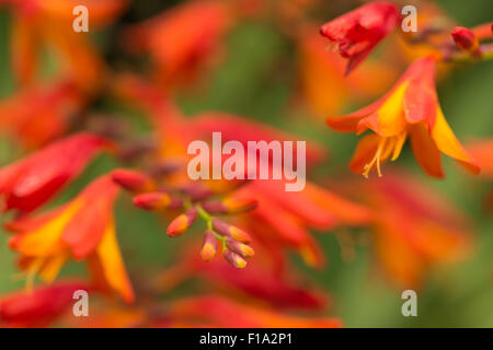 Crocosmia genre Iridaceae coppertips falling stars montbretia fleurs orange vif contre lame mince vert feuilles Banque D'Images