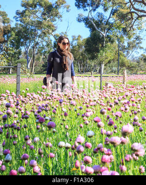 Une femme d'admirer une exposition de fleurs éternelles (Rhodanthe simpla) dans la région de Kings Park pendant les rois Park Festival. Perth, Australie occidentale Banque D'Images