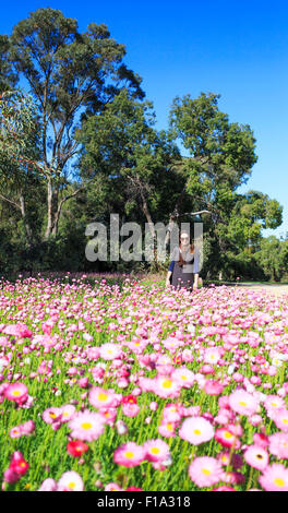 Une femme d'admirer une exposition de fleurs éternelles (Rhodanthe simpla) dans la région de Kings Park pendant les rois Park Festival. Perth, Australie occidentale Banque D'Images