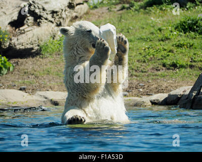 Les jeunes ours polaires jouant avec un bidon en plastique dans l'eau du Zoo de Blijdorp, Rotterdam, Pays-Bas Banque D'Images