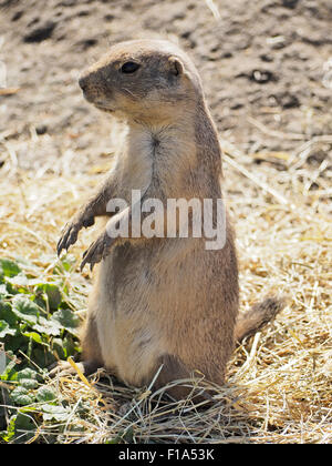 Prairie Dog assis dans Zoo de Blijdorp, Rotterdam, Pays-Bas Banque D'Images