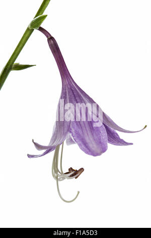 Fleur pourpre de l'hosta funkia (), isolé sur fond blanc Banque D'Images