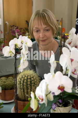 Femme lisant attentivement l'affichage à l'orchidée une fleur locale show, près de Alton, Hampshire, Royaume-Uni. Banque D'Images