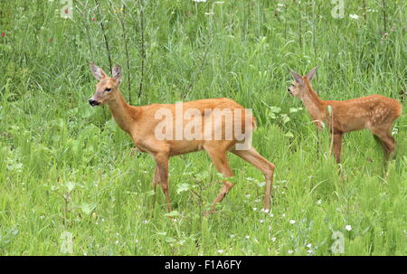 Chevreuils capreolus ( Doe ) et son petit article dans l'événement de l'été l'herbe Banque D'Images