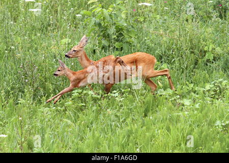 Chevreuils capreolus - doe - et son petit saut dans un pré vert Banque D'Images