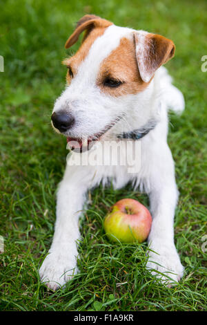 Parson Jack Russell Terrier puppy dog pet, rugueux à l'extérieur, enduit ocre dans le parc tout en jouant avec apple toy, portrait, couché Banque D'Images