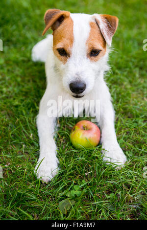 Parson Jack Russell Terrier puppy dog pet, rugueux à l'extérieur, enduit ocre dans le parc tout en jouant avec apple toy, portrait, couché Banque D'Images