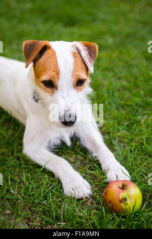 Parson Jack Russell Terrier puppy dog pet, rugueux à l'extérieur, enduit ocre dans le parc tout en jouant avec apple toy, portrait, couché Banque D'Images