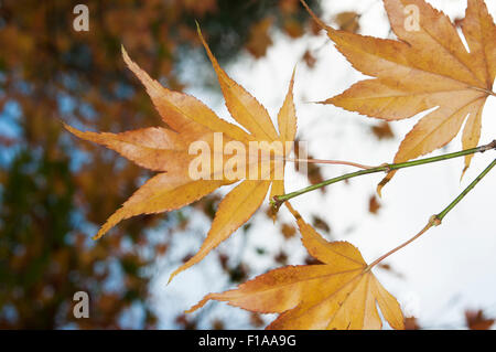 Les feuilles changent de couleur en automne Banque D'Images