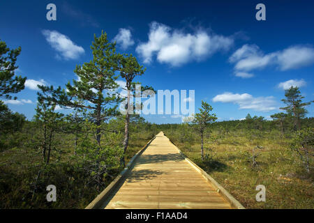 Les bogs Viru au parc national de Lahemaa Banque D'Images