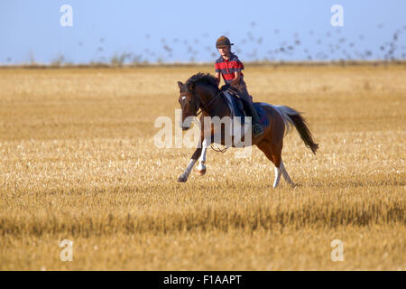 Ingelheim, Allemagne, des promenades en poney sur sa fille au galop sur un champ fauché Banque D'Images