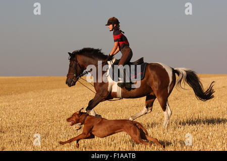 Ingelheim, Allemagne, la fille se déplace sur un poney, accompagnée de son chien pour un champ fauché Banque D'Images